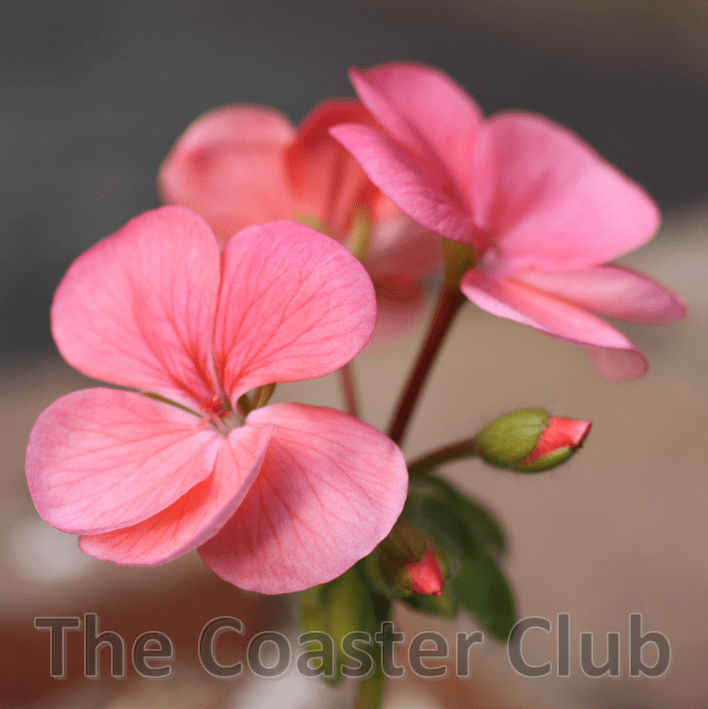 beautiful blooms - pink geranium