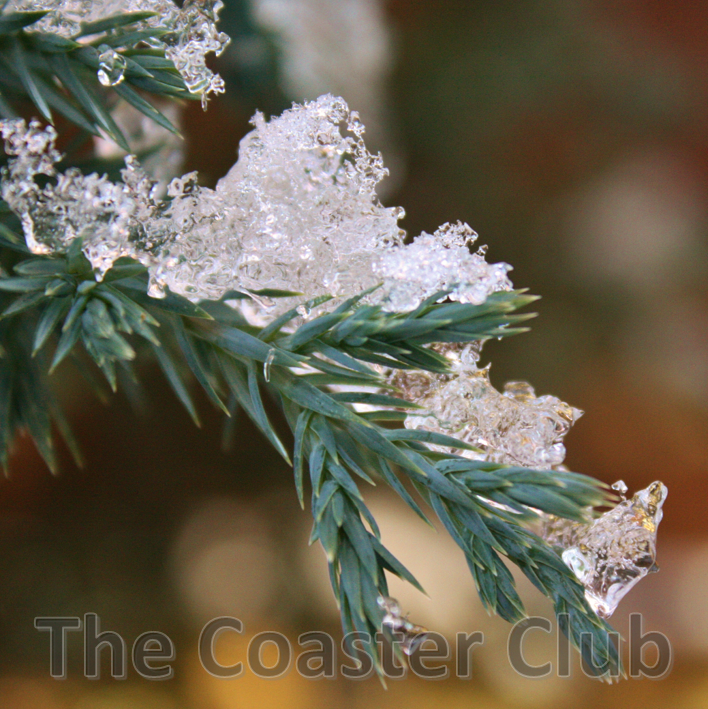 ice crystals formed on the branch of a conifer